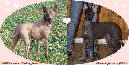 Cracker Milthon Bohemia a Charlotte Gavany´s Bohemia oznamují všem, že se dne 23.2.2014 stali manželem a manželkou :-) 